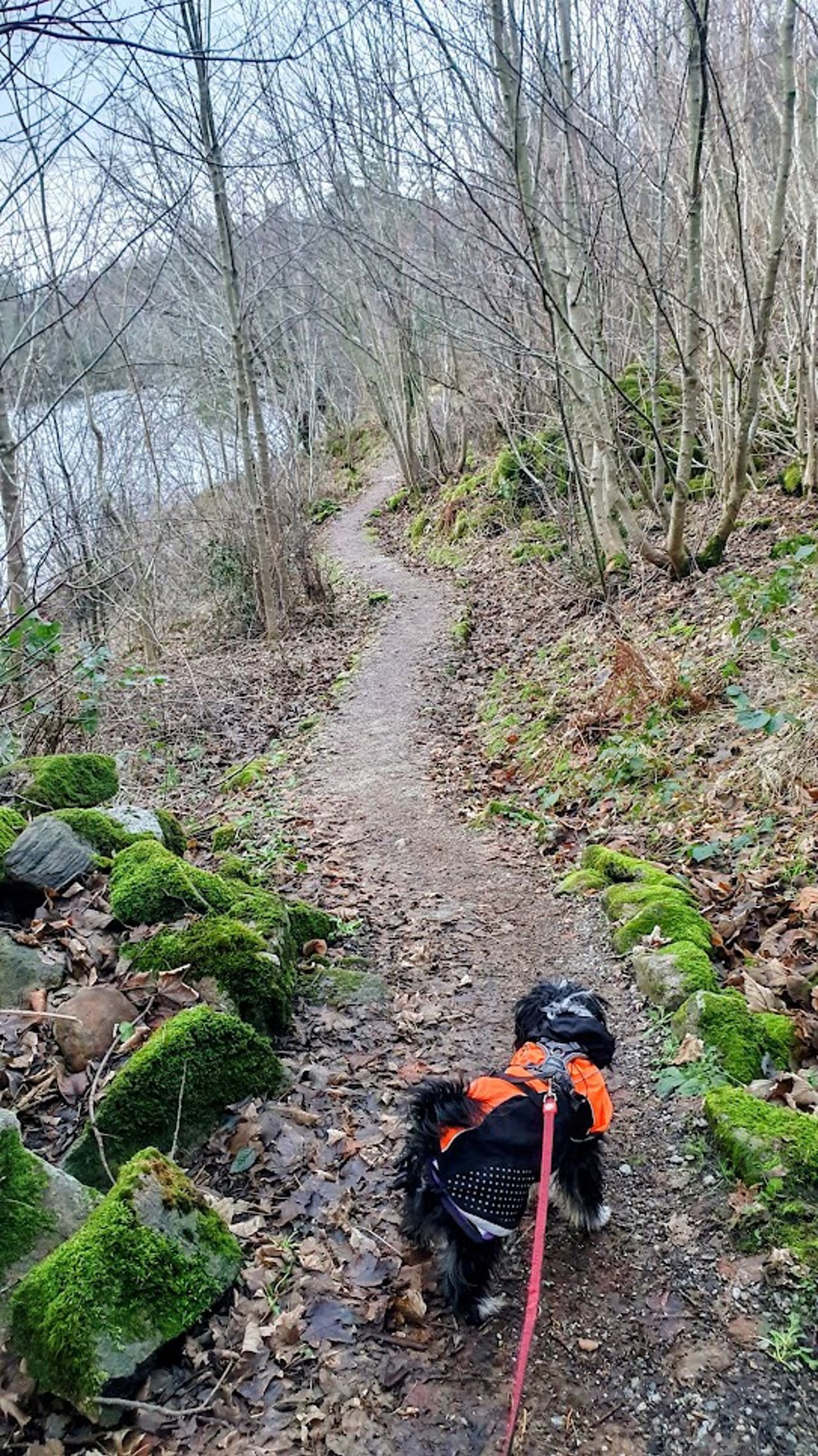 LUDDE Stongarvågen.jpg